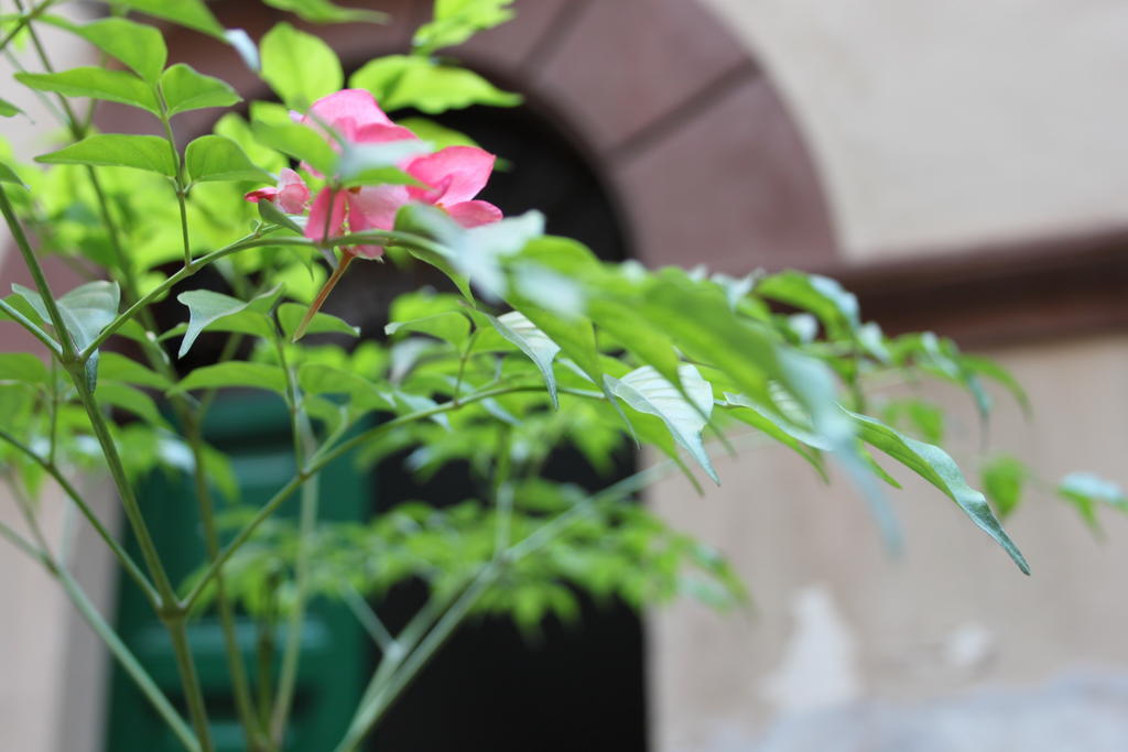 Abaco Bed & Breakfast 罗马 外观 照片